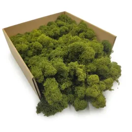 mech-chrobotek-reniferowy-finski-oczyszczony-oliwkowy-50g-netto