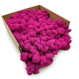 mech-chrobotek-reniferowy-finski-oczyszczony-fuksja-50g-netto