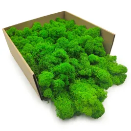 mech-chrobotek-reniferowy-finski-oczyszczony-letnia-zielen-50g-nett