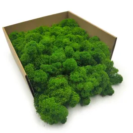 mech-chrobotek-reniferowy-finski-oczyszczony-lesna-zielen-50g-netto