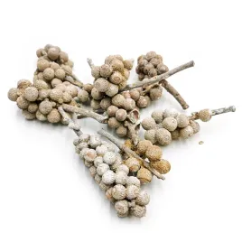 acorn-bunch-white-washed-susz-egzotyczny-10szt