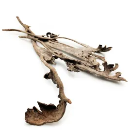 natraj-duzy-losie-rogi-naturalny-5szt