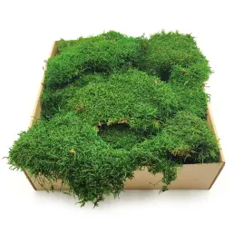 mech-plaski-szwecja-sredniozielony-naturalny-500g