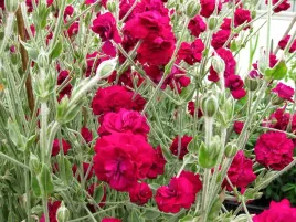 firletka-czerwona-gardeners-world-piekne-kwiaty-sadzonka-p9