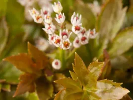 mukdenia-karasuba-bylina-biale-kwiaty-kolorowe-liscie-do-ogrodu-sadzonka-p9