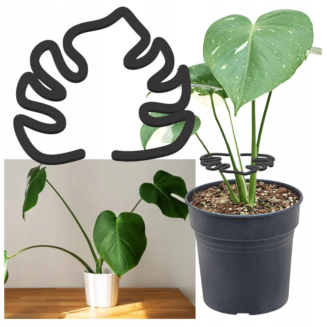 philodendron xanthosoma lindenii Magnificent Phyllotaenium – Plant Detectives main image 0