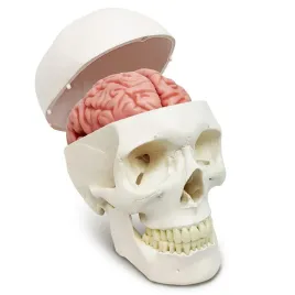 model-ludzkiej-czaszki-i-mozgu-11-czesci-anatomiczna-edukacyjna-replika-do