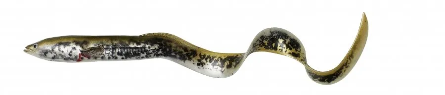 sg-lb-real-eel-20cm-27g-lamprey-php