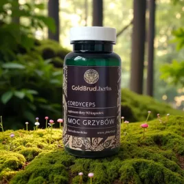 cordyceps-energia-i-witalnosc