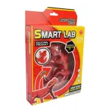 smart-lab-anatomia-gekona