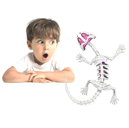 smart-lab-anatomia-gekona