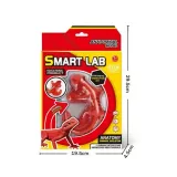 smart-lab-anatomia-gekona-plec-unisex