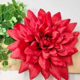 dalia-wyr-duza-red-stan-nowy