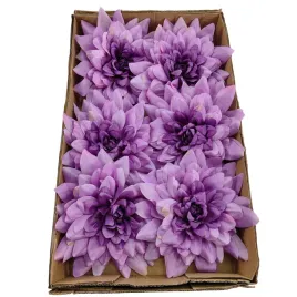 dalia-duza-karton-24-szt-fioletowa