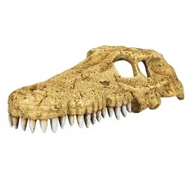 repti-zoo-crocodile-skull-m-czaszka-krokodyla