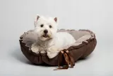 legowisko-daisy-65cm-brazowe-pikowane-stan-nowy