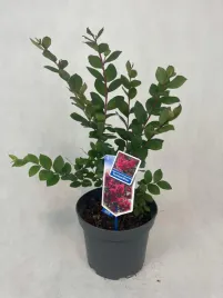 lagerstroemia-czerwona-red-wine-bez-poludnia-pieknie-kwitnaca-latem-gesta