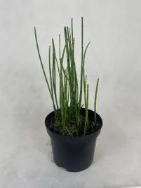 skrzyp-zimozielony-polski-bambus-latwy-w-uprawie-mrozoodporny-wieloletni