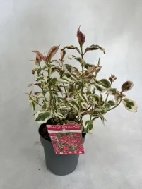 hortensja-pilkowana-euphoria-pink-ozdobna-kwitnaca-unikatowa-rozowa