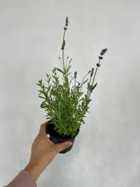 lawenda-hidote-fioletowa-pachnaca-piekna-sadzonka-gesta-do-slonca-ladna