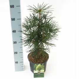 sciadopitys-verticillata-sosnica-japonska-piekna-zimozielona-drobne-igly-xl