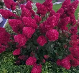 hortensja-bukietowa-samarskaja-czerwony-kolor-efektowna-odmiana-wybarwiajac
