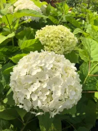 hortensja-krzewiasta-strong-anabelle-duza-biala-kula-sztywna-anabelle-3l