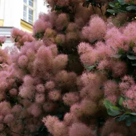 perukowiec-podolski-follis-purpureis-ciekawe-kwiat-przebarwiajace-liscie