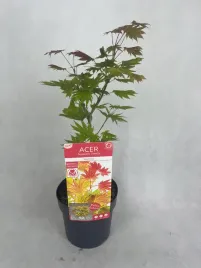 klon-palmowy-shirasawanum-moonrise-szczepoony-przebarwiajace-sie-liscie