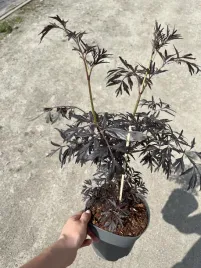 bez-czarny-eva-black-lace-sambucus-nigra-ciemne-liscie-ozdobny