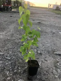 brzoza-pozyteczna-brodawkowata-sadzonka-ok-25-35cm-10-sztuk-szybko-rosnaca