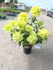 hortensja-bukietowa-mojito-zolta-sadzonka-duza-doniczka-5l-30-50cm-kwitnaca