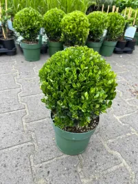 ilex-ostrokrzew-bukszpanowy-japonski-ostrokrzew-zamiennik-bukszpanu-ozdobny