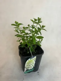 hortensja-bukietowa-bobo-rozowa-biala-sadzonka-10-50cm-mini-mrozoodporna