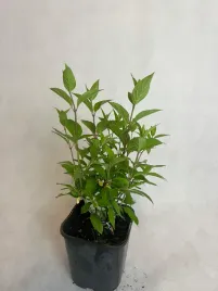 hortensja-bukietowa-mrozoodporna-polar-bear-duza-doniczka-30-50cm-kwitnaca