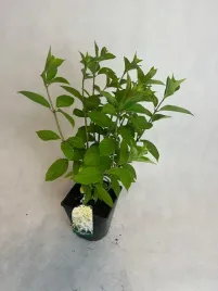 hortensja-bukietowa-mrozoodporna-skyfall-sadzonka-40cm-miniaturowa-piekna