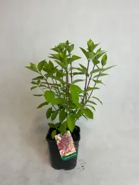 hortensja-bukietowa-mrozoodporna-grafitti-sadzonka-40cm-miniaturowa