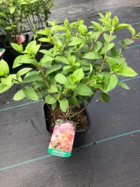 hortensja-bukietowa-bobo-sadzonka-50cm-biala-gesta-xl-rozowa-duza-pachnaca