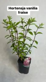 hortensja-bukietowa-fraise-vanille-30-50cm-rozowa-duza-sadzonka-w-pojemniku