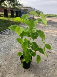 hortensja-bukietowa-anabelle-duza-biala-kula-xxl-sadzonka-70cm-w-pojemniku