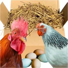 naturalna-kostka-slomy-4-kg-idealna-podsciolka-dla-kur-niosek-i-drobiu-xxl