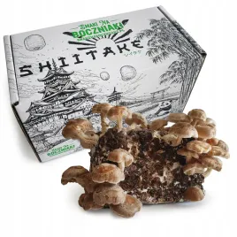 shiitake-grzybnia-do-uprawy-domowej-firmy-smaki-na-boczniaki
