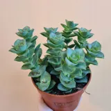 crassula-perforata-grubosz-dziurkowany-sukulent-roslina-w-postaci-sadzonka-w-pojemniku-do-05l