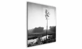 obraz-na-szkle-kwadratowy-50x50cm-093-sosna