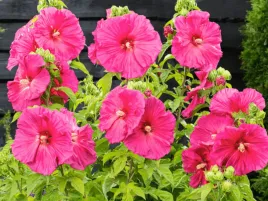 hibiskus-rozowy-duze-kwiaty-jazzberry-jam-sadzonka-p9-bylina