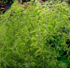 brzoza-ozdobna-karlowa-niska-trost-s-dwarf-brodawkowata-ogrodowa-sadzonka