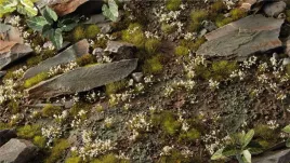 gamers-grass-white-lily-tiny-flowers-4-mm