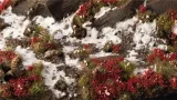 gamers-grass-laliguras-flowers-6-mm