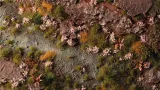 gamers-grass-pink-orchid-tiny-flowers-4-mm