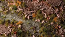 gamers-grass-pink-orchid-tiny-flowers-4-mm